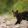 Orso bruno della Kamchatka brown bear - Kamchatka brown bear (Ursus arctos beringianus)