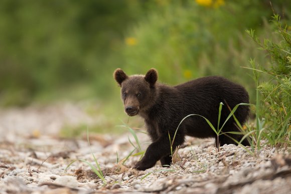 Orso bruno della Kamchatka brown bear - Kamchatka brown bear (Ursus arctos beringianus)