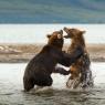 Orso bruno della Kamchatka brown bear - Kamchatka brown bear (Ursus arctos beringianus)