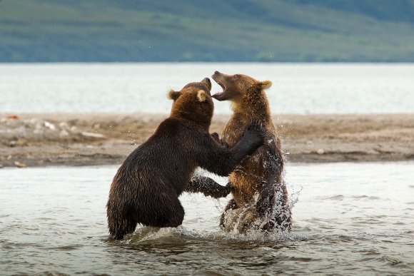 Orso bruno della Kamchatka brown bear - Kamchatka brown bear (Ursus arctos beringianus)