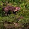 Faina - Stone marten (Martes foina)