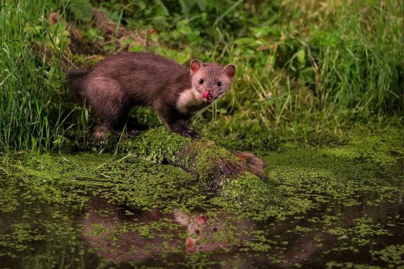 Faina - Stone marten (Martes foina)