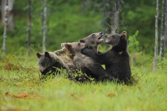 Orso bruno - Brown bear (Ursus arctos)