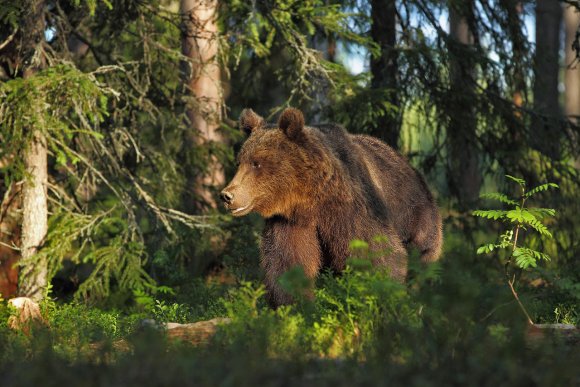 Orso bruno - Brown bear (Ursus arctos)