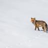 Volpe rossa - Red fox (Vulpes vulpes)