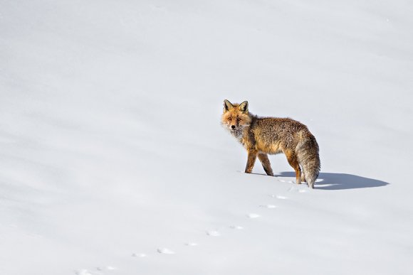 Volpe rossa - Red fox (Vulpes vulpes)