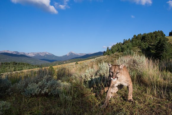 Puma - Mountain lion (Puma concolor)