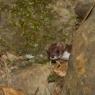Donnola -  Least weasel (Mustela nivalis)