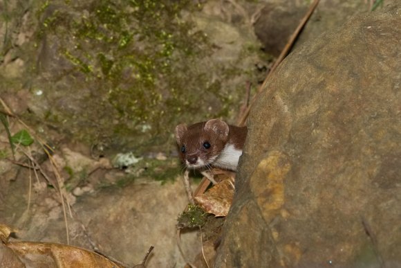 Donnola -  Least weasel (Mustela nivalis)