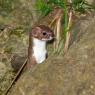 Donnola -  Least weasel (Mustela nivalis)