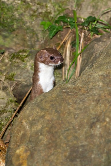 Donnola -  Least weasel (Mustela nivalis)