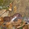 Donnola -  Least weasel (Mustela nivalis)