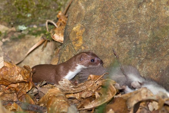 Donnola -  Least weasel (Mustela nivalis)