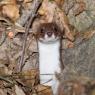 Donnola -  Least weasel (Mustela nivalis)