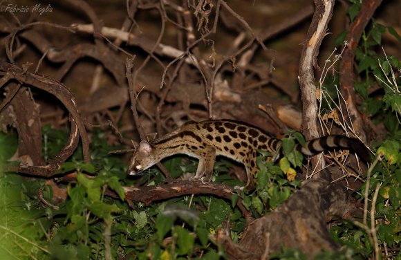 Genetta - Common genet (Genetta genetta)