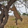 Ghepardo - Cheetah (Acinonyx jubatus)