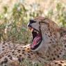 Ghepardo - Cheetah (Acinonyx jubatus)