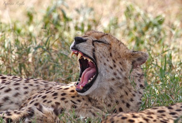 Ghepardo - Cheetah (Acinonyx jubatus)