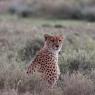 Ghepardo - Cheetah (Acinonyx jubatus)