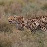 Ghepardo - Cheetah (Acinonyx jubatus)