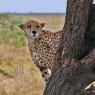 Ghepardo - Cheetah (Acinonyx jubatus)