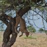 Ghepardo - Cheetah (Acinonyx jubatus)