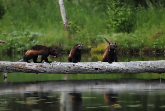 Ghiottone - Wolverine (Gulo gulo)