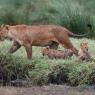 Leone - Lion (Panthera leo)