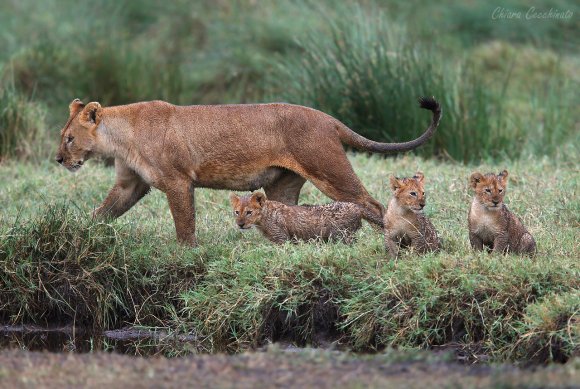 Leone - Lion (Panthera leo)