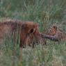 Leone - Lion (Panthera leo)