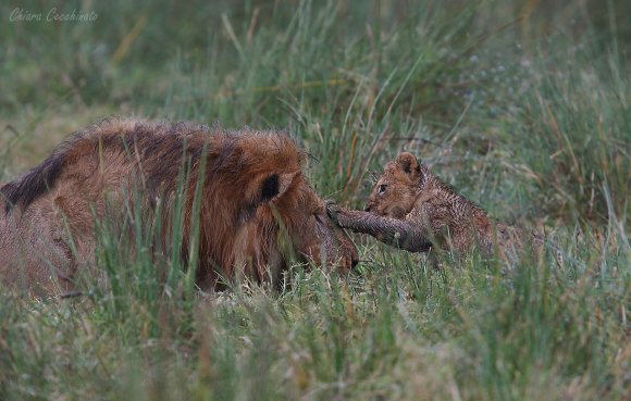 Leone - Lion (Panthera leo)