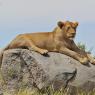 Leone - Lion (Panthera leo)