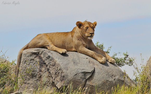 Leone - Lion (Panthera leo)