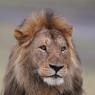 Leone - Lion (Panthera leo)