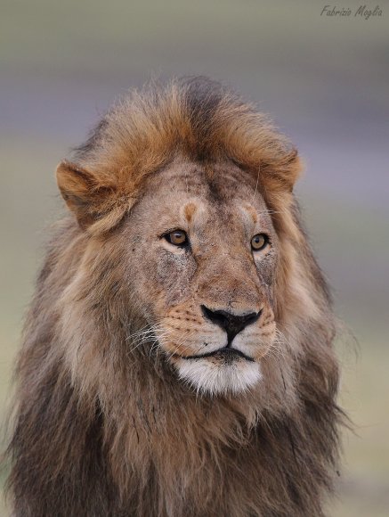 Leone - Lion (Panthera leo)