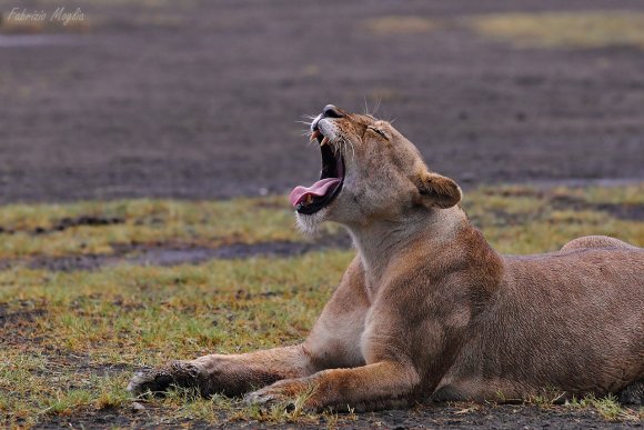 Leone - Lion (Panthera leo)