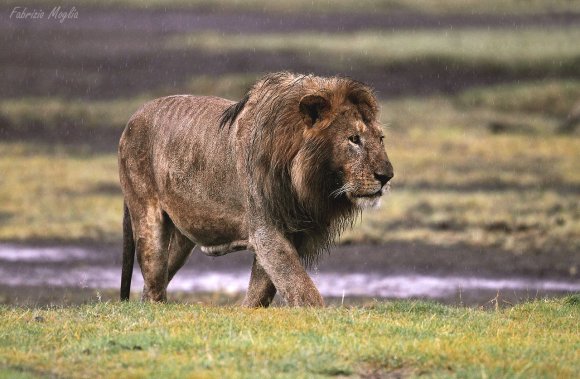 Leone - Lion (Panthera leo)