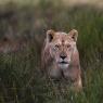 Leone - Lion (Panthera leo)