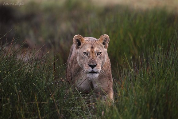 Leone - Lion (Panthera leo)