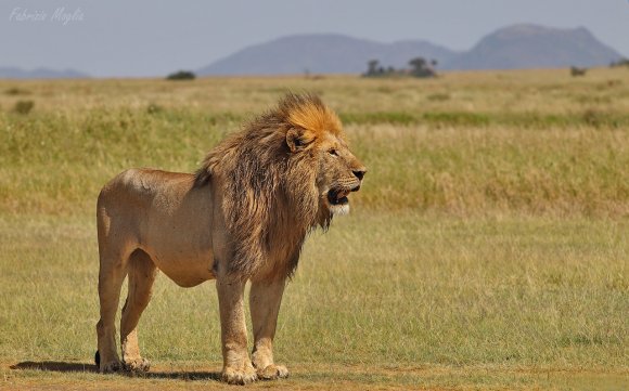 Leone - Lion (Panthera leo)