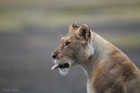 Leone - Lion (Panthera leo)