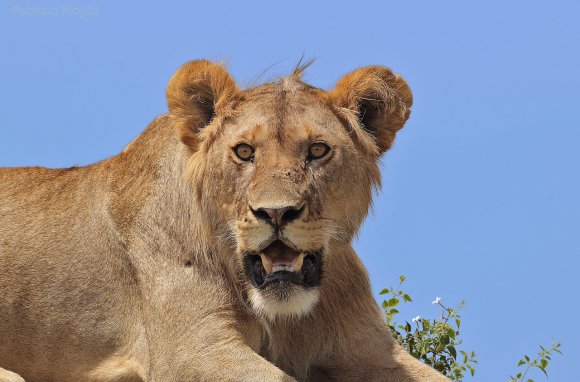 Leone - Lion (Panthera leo)