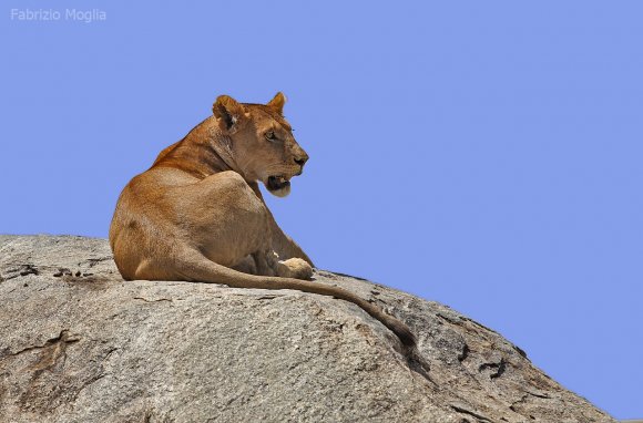 Leone - Lion (Panthera leo)