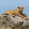 Leone - Lion (Panthera leo)