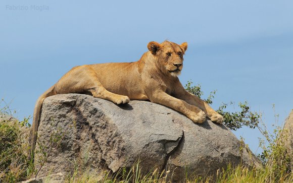 Leone - Lion (Panthera leo)