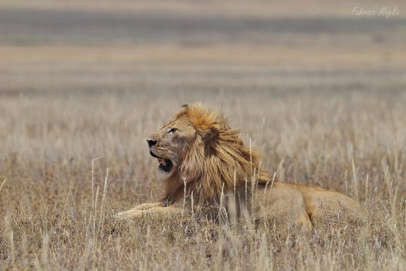 Leone - Lion (Panthera leo)