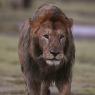 Leone - Lion (Panthera leo)