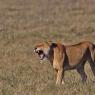 Leone - Lion (Panthera leo)