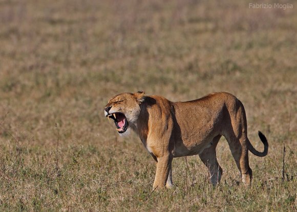 Leone - Lion (Panthera leo)