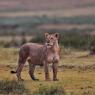 Leone - Lion (Panthera leo)